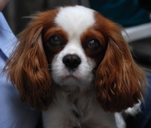 A visiting Dutch couple's pup, Québec City.