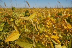 What soy beans look like up close, Québec.