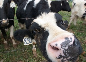 The most curious cows I have ever met happen to live in Luray, Virginia. 
